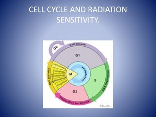 CELL CYCLE AND RADIATION
SENSITIVITY.
 