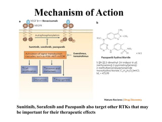 Mechanism of Action
Sunitinib, Sorafenib and Pazopanib also target other RTKs that may
be important for their therapeutic effects
 