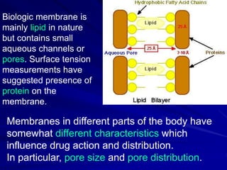 Biologic membrane is
mainly lipid in nature
but contains small
aqueous channels or
pores. Surface tension
measurements have
suggested presence of
protein on the
membrane.
Membranes in different parts of the body have
somewhat different characteristics which
influence drug action and distribution.
In particular, pore size and pore distribution.
 
