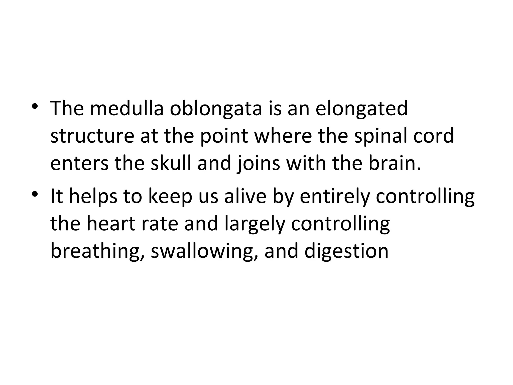• The medulla oblongata is an elongated 
structure at the point where the spinal cord 
enters the skull and joins with the brain. 
• It helps to keep us alive by entirely controlling 
the heart rate and largely controlling 
breathing, swallowing, and digestion 
 