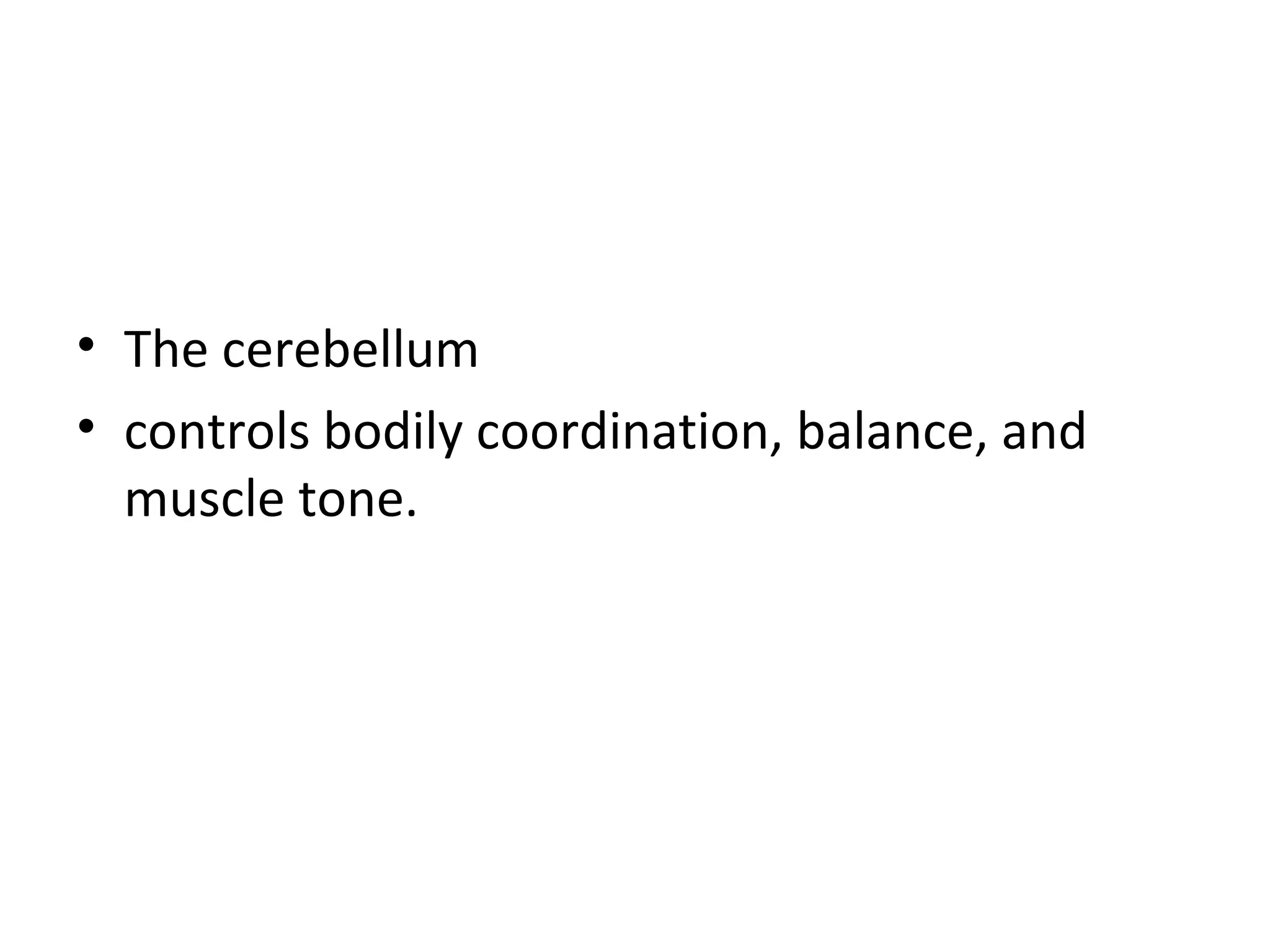 • The cerebellum 
• controls bodily coordination, balance, and 
muscle tone. 
 