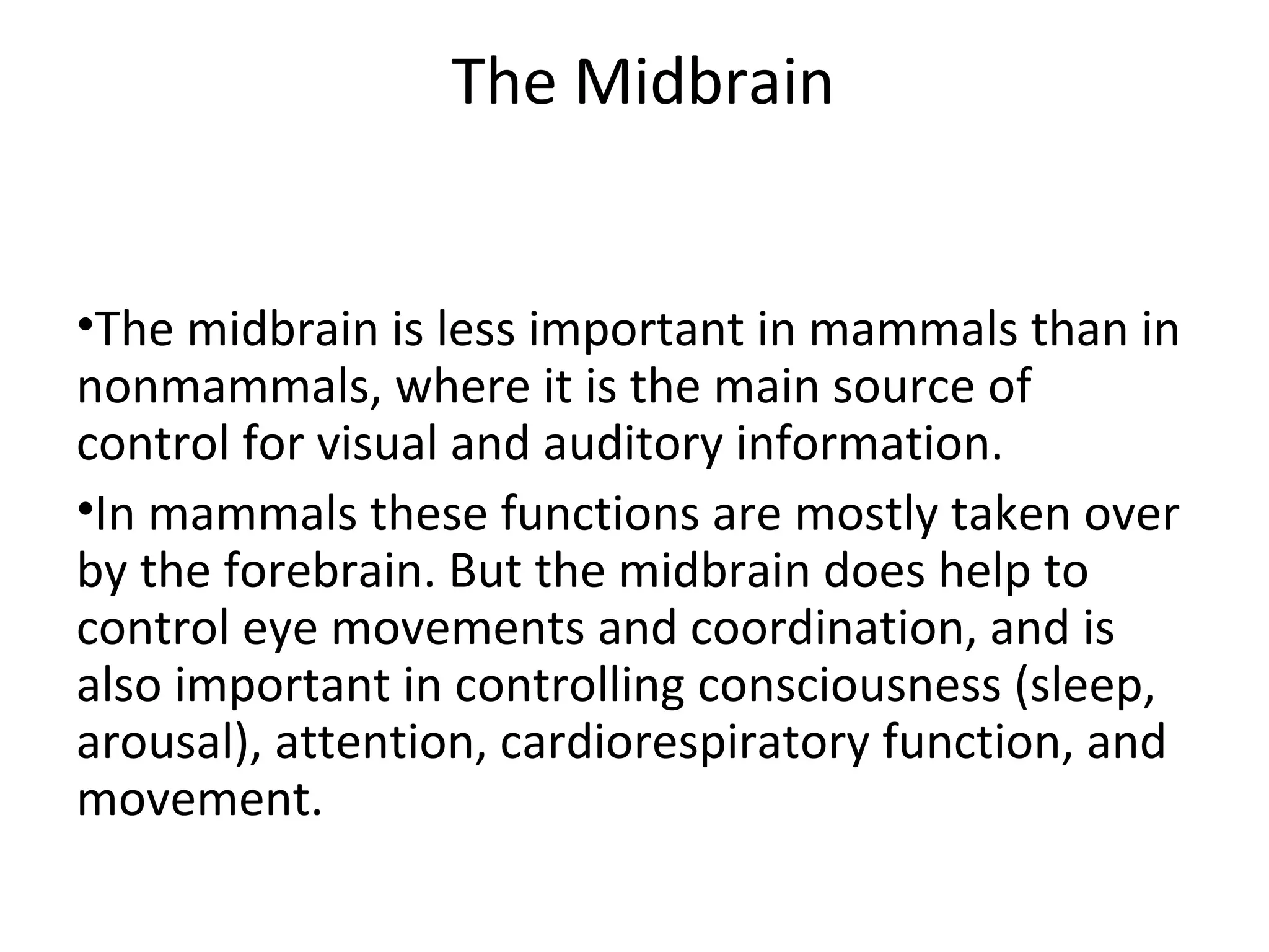 The Midbrain 
•The midbrain is less important in mammals than in 
nonmammals, where it is the main source of 
control for visual and auditory information. 
•In mammals these functions are mostly taken over 
by the forebrain. But the midbrain does help to 
control eye movements and coordination, and is 
also important in controlling consciousness (sleep, 
arousal), attention, cardiorespiratory function, and 
movement. 
 