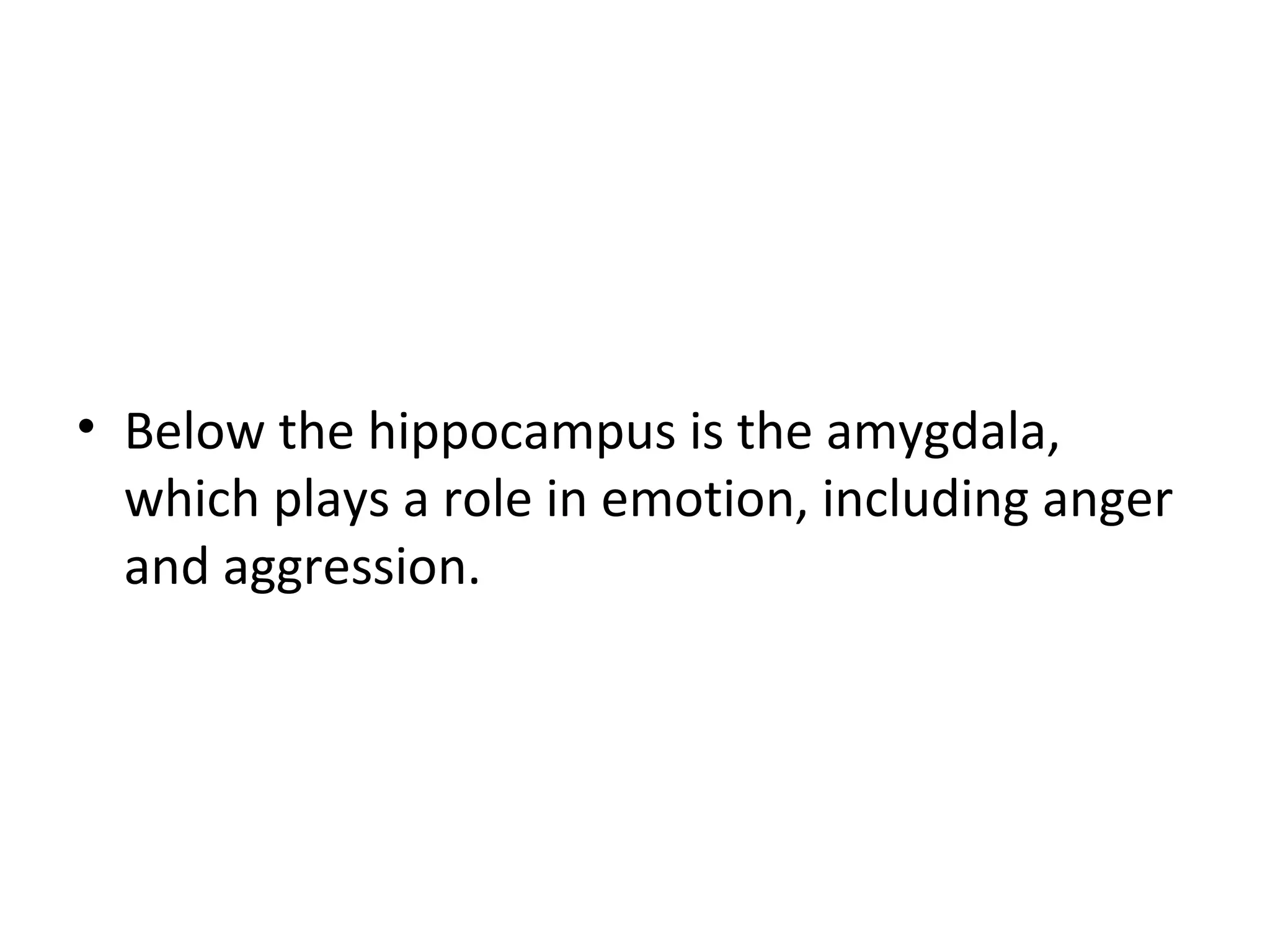 • Below the hippocampus is the amygdala, 
which plays a role in emotion, including anger 
and aggression. 
 