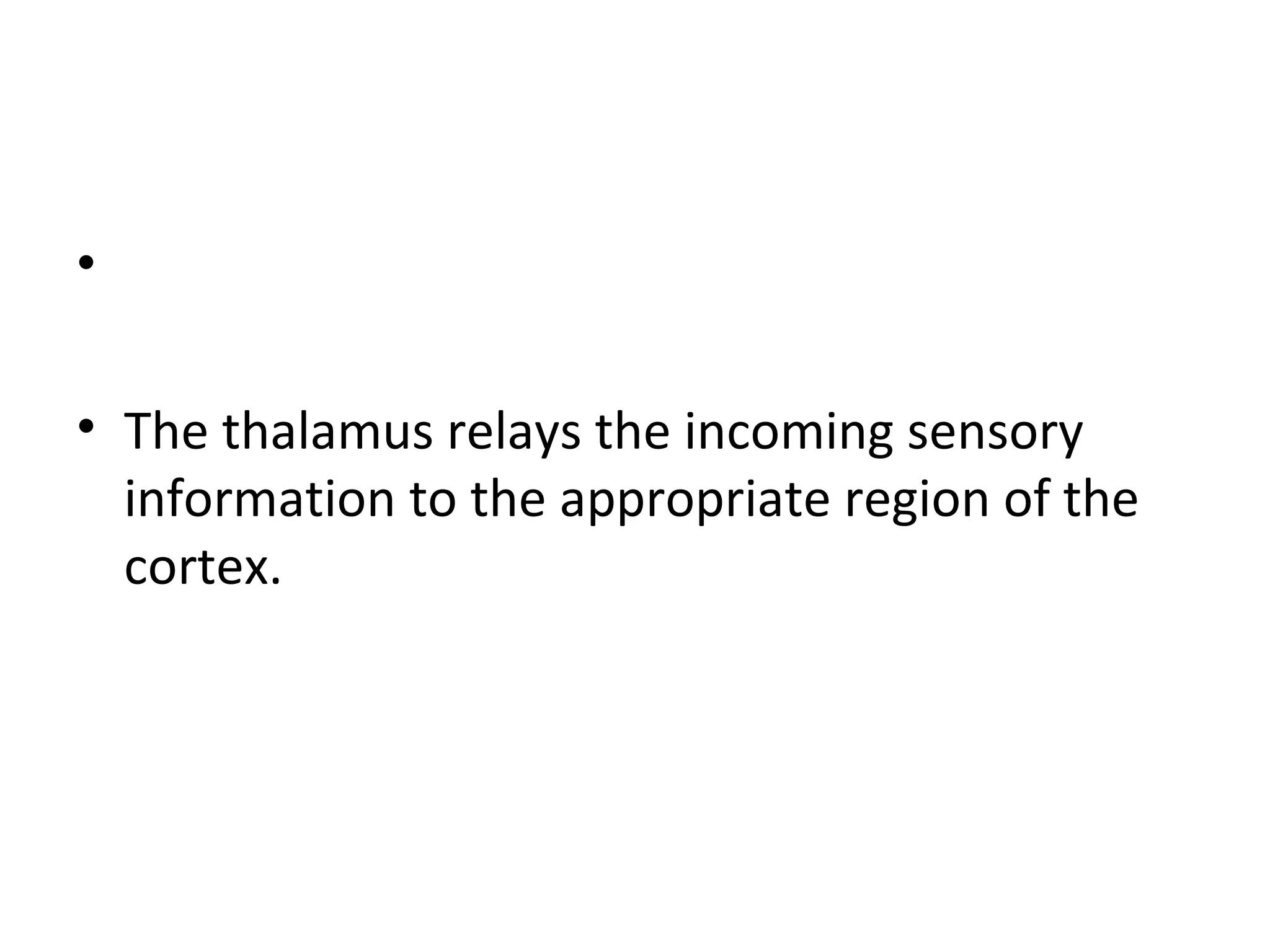 • 
• The thalamus relays the incoming sensory 
information to the appropriate region of the 
cortex. 
 