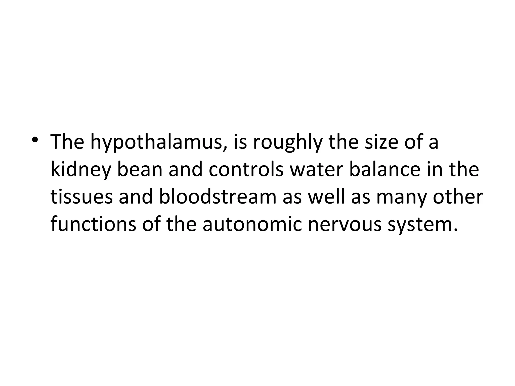 • The hypothalamus, is roughly the size of a 
kidney bean and controls water balance in the 
tissues and bloodstream as well as many other 
functions of the autonomic nervous system. 
 