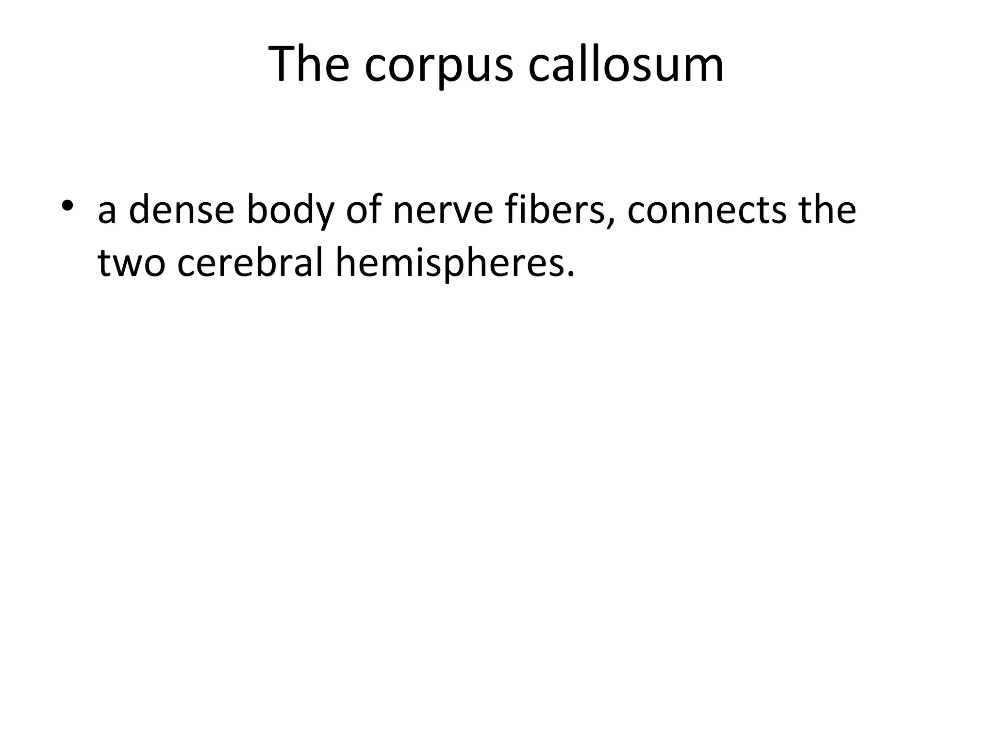 The corpus callosum 
• a dense body of nerve fibers, connects the 
two cerebral hemispheres. 
 