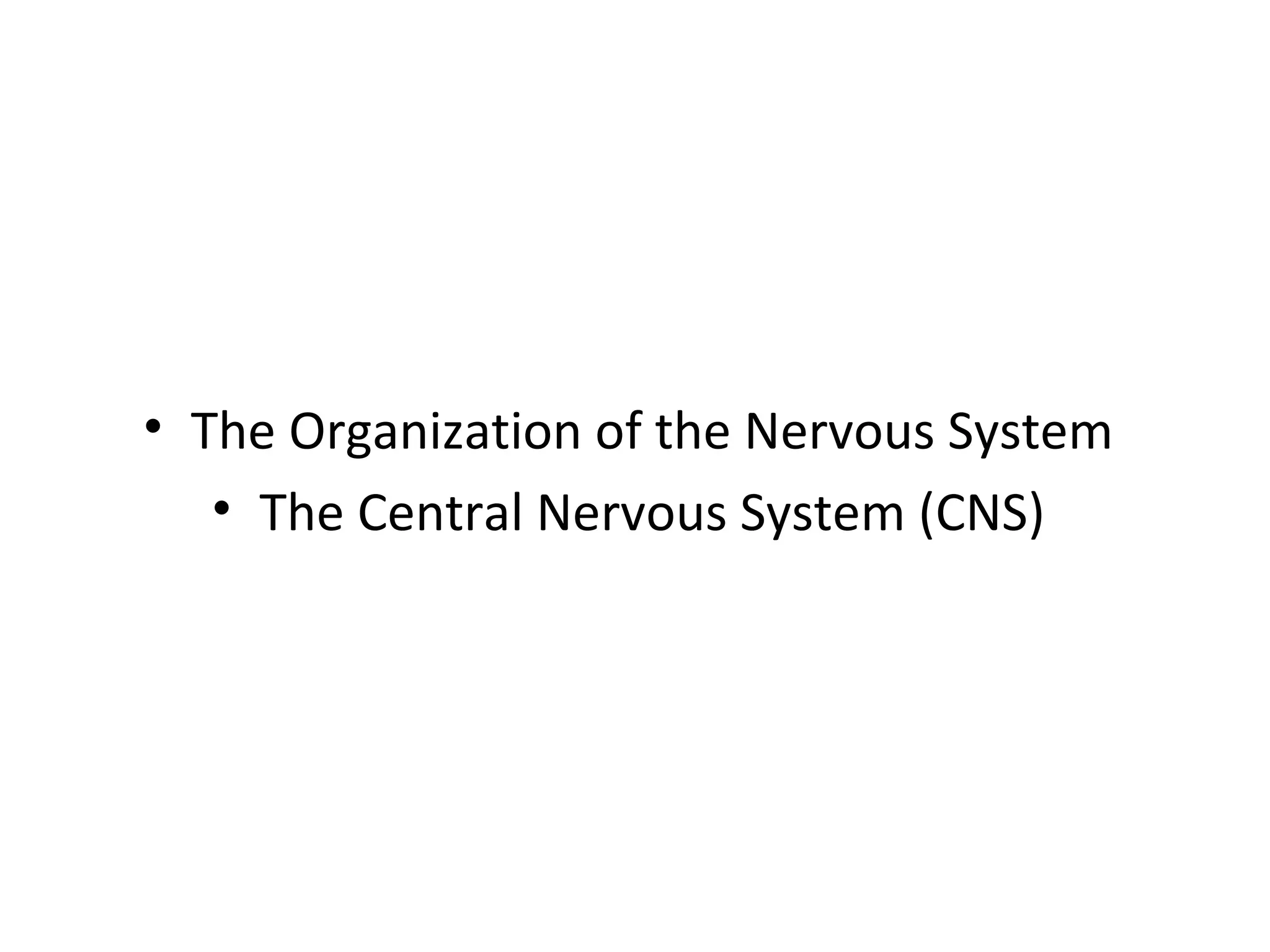 • The Organization of the Nervous System 
• The Central Nervous System (CNS) 
 