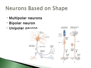  Multipolar neurons
 Bipolar neuron

 Unipolar neuron
 