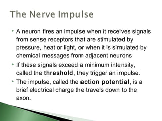  A neuron fires an impulse when it receives signals
  from sense receptors that are stimulated by
  pressure, heat or light, or when it is simulated by
  chemical messages from adjacent neurons
 If these signals exceed a minimum intensity,

  called the threshold, they trigger an impulse.
 The impulse, called the action potential, is a

  brief electrical charge the travels down to the
  axon.
 