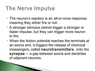  The neuron’s reaction is an all-or-none response,
  meaning they either fire or not.
 A stronger stimulus cannot trigger a stronger or

  faster impulse, but they can trigger more neuron
  to fire.
 When the Action potential reaches the terminals at

  an axons end, it triggers the release of chemical
  messengers, called neurotransmitters , onto the
  synapse – a gap between axons and dendrites
  of adjacent neurons.
 