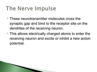  These neurotransmitter molecules cross the
  synaptic gap and bind to the receptor site on the
  dendrites of the receiving neuron.
 This allows electrically charged atoms to enter the

  receiving neuron and excite or inhibit a new action
  potential.
 