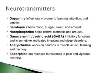    Dopamine influences movement, learning, attention, and
    emotion.
   Serotonin affects mood, hunger, sleep, and arousal.
   Norepinephrine helps control alertness and arousal.
   Gamma-aminobyutric acid (GABA) inhibitory functions
    and is sometime implicated in eating and sleep disorders.
   Acetylcholine works on neurons in muscle action, learning
    and memory.
   Endorphins are released in response to pain and vigorous
    exercise.
 