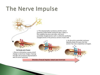 Biological basis of behavior (new)