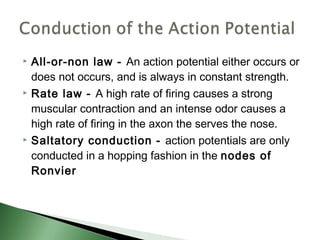    All-or-non law - An action potential either occurs or
    does not occurs, and is always in constant strength.
   Rate law - A high rate of firing causes a strong
    muscular contraction and an intense odor causes a
    high rate of firing in the axon the serves the nose.
   Saltatory conduction - action potentials are only
    conducted in a hopping fashion in the nodes of
    Ronvier
 