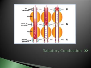 Biological basis of behavior (new)