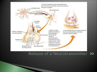 Biological basis of behavior (new)