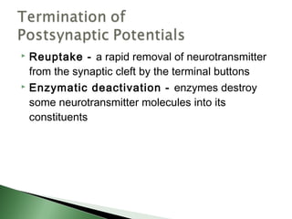  Reuptake - a rapid removal of neurotransmitter
  from the synaptic cleft by the terminal buttons
 Enzymatic deactivation - enzymes destroy

  some neurotransmitter molecules into its
  constituents
 