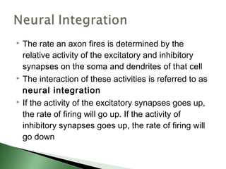  The rate an axon fires is determined by the
  relative activity of the excitatory and inhibitory
  synapses on the soma and dendrites of that cell
 The interaction of these activities is referred to as

  neural integration
 If the activity of the excitatory synapses goes up,

  the rate of firing will go up. If the activity of
  inhibitory synapses goes up, the rate of firing will
  go down
 