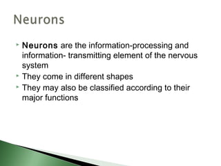  Neurons are the information-processing and
  information- transmitting element of the nervous
  system
 They come in different shapes
 They may also be classified according to their

  major functions
 