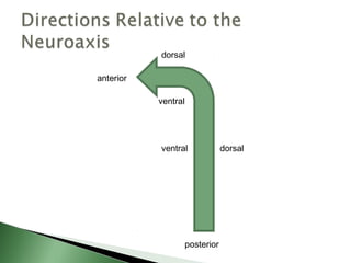 dorsal

anterior

           ventral




           ventral               dorsal




                     posterior
 