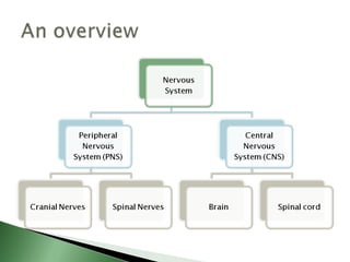 Biological basis of behavior (new)