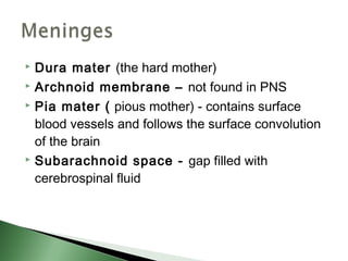  Dura mater (the hard mother)
 Archnoid membrane – not found in PNS

 Pia mater ( pious mother) - contains surface

  blood vessels and follows the surface convolution
  of the brain
 Subarachnoid space - gap filled with

  cerebrospinal fluid
 