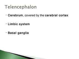    Cerebrum, covered by the cerebral cortex

   Limbic system

   Basal ganglia
 