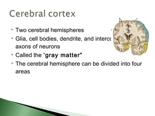  Two cerebral hemispheres
 Glia, cell bodies, dendrite, and interconnecting

  axons of neurons
 Called the “gray matter”

 The cerebral hemisphere can be divided into four

  areas
 