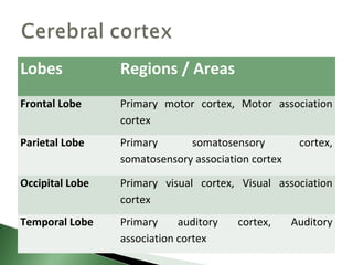 Lobes            Regions / Areas
Frontal Lobe     Primary motor cortex, Motor association
                 cortex
Parietal Lobe    Primary      somatosensory          cortex,
                 somatosensory association cortex

Occipital Lobe   Primary visual cortex, Visual association
                 cortex
Temporal Lobe    Primary     auditory   cortex,     Auditory
                 association cortex
 