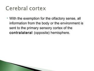    With the exemption for the olfactory sense, all
    information from the body or the environment is
    sent to the primary sensory cortex of the
    contralateral (opposite) hemisphere.
 