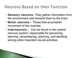  Sensory neurons - They gather information from
  the environment and transmit them to the brain
 Motor neurons - Those that accomplish

  movement of the muscles
 Interneurons - Can be found in the central

  nervous system; responsible for perceiving,
  learning, remembering, planning, and deciding
  among other important neural activities
 