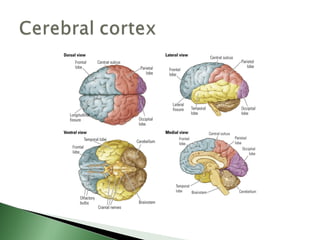 Biological basis of behavior (new)