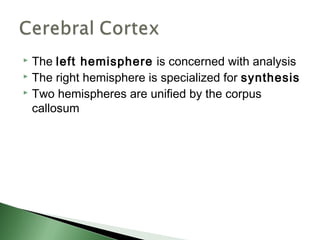 The left hemisphere is concerned with analysis
 The right hemisphere is specialized for synthesis
 Two hemispheres are unified by the corpus

  callosum
 