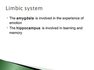  The amygdala is involved in the experience of
  emotion
 The hippocampus is involved in learning and

  memory
 