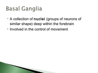  A collection of nuclei (groups of neurons of
  similar shape) deep within the forebrain
 Involved in the control of movement
 
