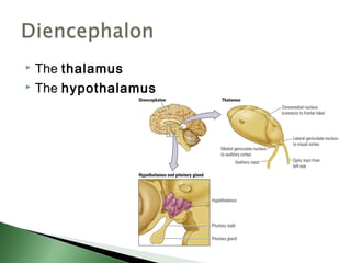 The thalamus
 The hypothalamus
 