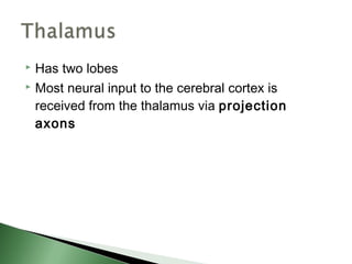  Has two lobes
 Most neural input to the cerebral cortex is

  received from the thalamus via projection
  axons
 