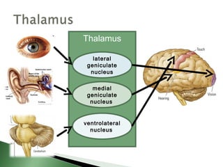 Thalamus

   lateral
 geniculate
  nucleus

   medial
 geniculate
  nucleus


ventrolateral
  nucleus
 