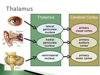 Thalamus          Cerebral Cortex

     lateral
                       primary
   geniculate
                    visual cortex
    nucleus

     medial           primary
   geniculate         auditory
    nucleus            cortex


  ventrolateral       primary
    nucleus         motor cortex
 