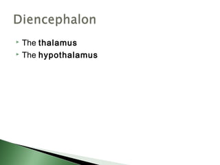  The thalamus
 The hypothalamus
 