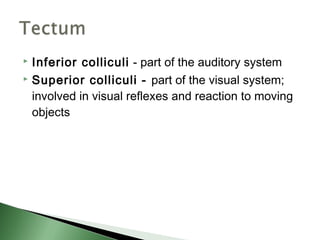 Inferior colliculi - part of the auditory system
 Superior colliculi - part of the visual system;

  involved in visual reflexes and reaction to moving
  objects
 