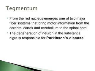  From the red nucleus emerges one of two major
  fiber systems that bring motor information from the
  cerebral cortex and cerebellum to the spinal cord
 The degeneration of neuron in the substantia

  nigra is responsible for Parkinson’s disease
 
