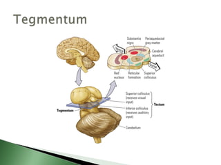 Biological basis of behavior (new)