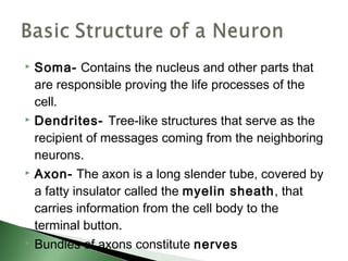    Soma- Contains the nucleus and other parts that
    are responsible proving the life processes of the
    cell.
   Dendrites- Tree-like structures that serve as the
    recipient of messages coming from the neighboring
    neurons.
   Axon- The axon is a long slender tube, covered by
    a fatty insulator called the myelin sheath, that
    carries information from the cell body to the
    terminal button.
   Bundles of axons constitute nerves
 