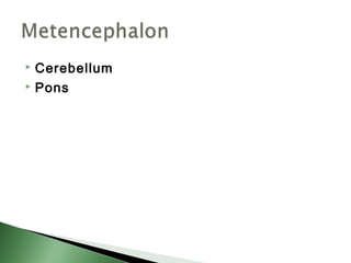  Cerebellum
 Pons
 
