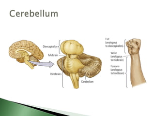Biological basis of behavior (new)