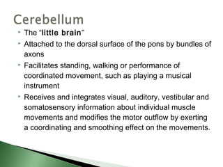    The “little brain”
   Attached to the dorsal surface of the pons by bundles of
    axons
   Facilitates standing, walking or performance of
    coordinated movement, such as playing a musical
    instrument
   Receives and integrates visual, auditory, vestibular and
    somatosensory information about individual muscle
    movements and modifies the motor outflow by exerting
    a coordinating and smoothing effect on the movements.
 