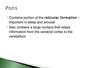  Contains portion of the reticular formation -
  important in sleep and arousal
 Also contains a large nucleus that relays

  information from the cerebral cortex to the
  cerebellum
 