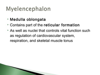  Medulla oblongata
 Contains part of the reticular formation

 As well as nuclei that controls vital function such

  as regulation of cardiovascular system,
  respiration, and skeletal muscle tonus
 