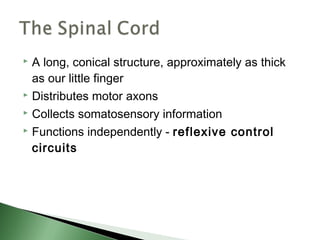  A long, conical structure, approximately as thick
  as our little finger
 Distributes motor axons

 Collects somatosensory information

 Functions independently - reflexive control

  circuits
 